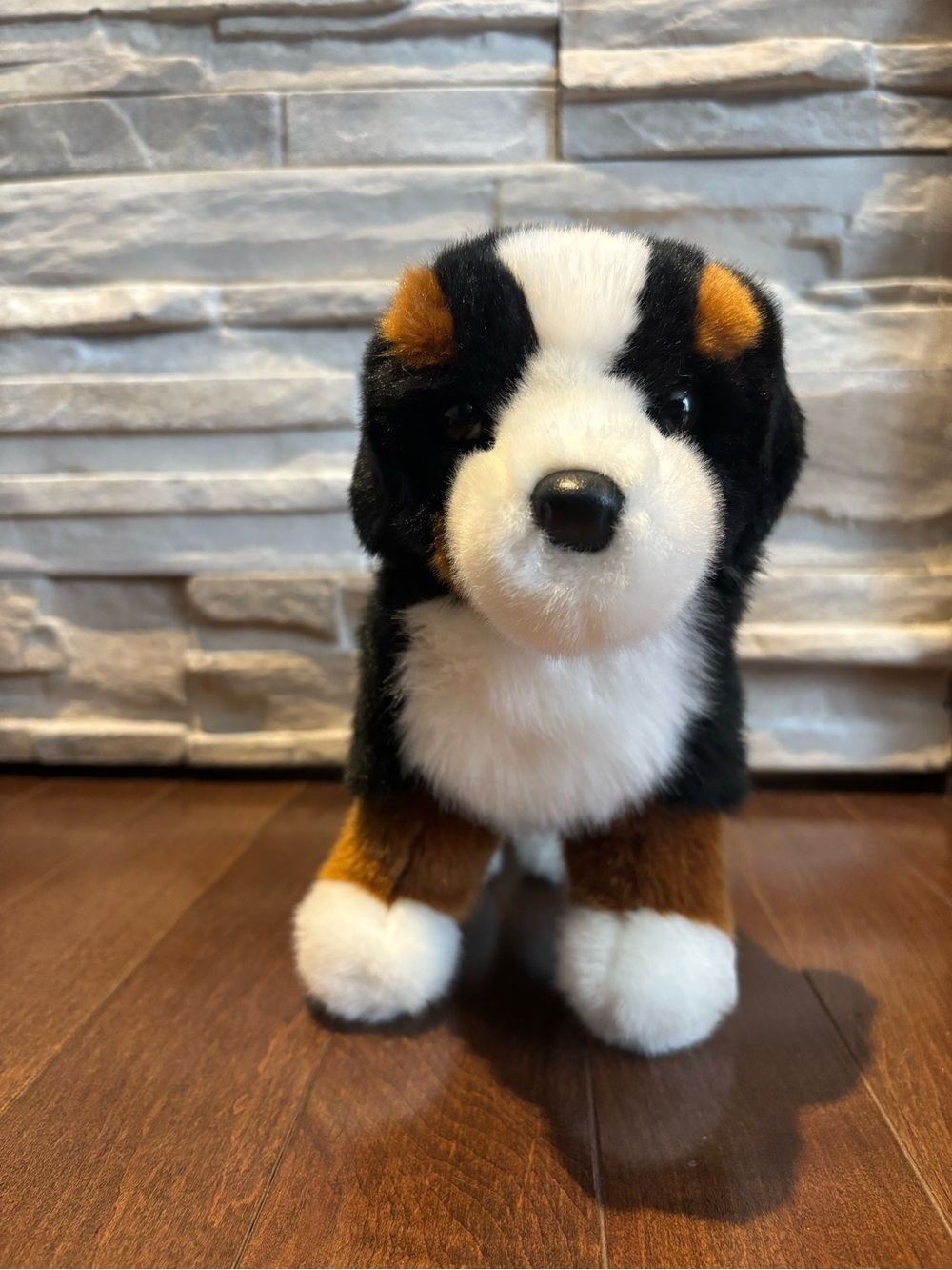 Douglas Stevie - Bernese Mountain Dog